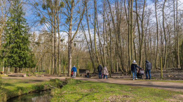 La Ville préserve son patrimoine arboré